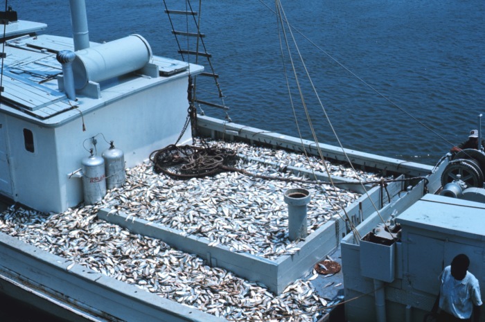 Lots of Reasons to Decline Lenfests Menhaden Reference Points, Says Beaufort Lab Scientist